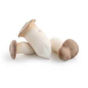 MUSHROOM KING OYSTER