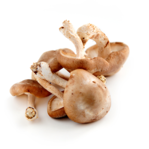 MUSHROOM SHITAKE Premium